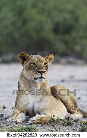 Stock Photo - Lowe (Panthera leo), ruhendes Weibchen, Chobe-Nationalpark, Botswana, Afrika. Fotosearch