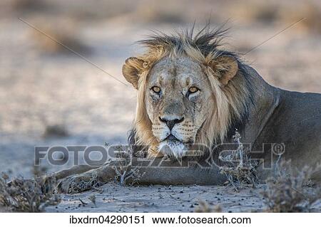 Lowe (Panthera leo) ruht, Kgalagadi-Transfrontier-Nationalpark, Nordkap Provinz, Sudafrika View Large Photo Image Stock Image - Lowe (Panthera leo) ruht, Kgalagadi-Transfrontier-Nationalpark, Nordkap Provinz, Sudafrika. Fotosearch