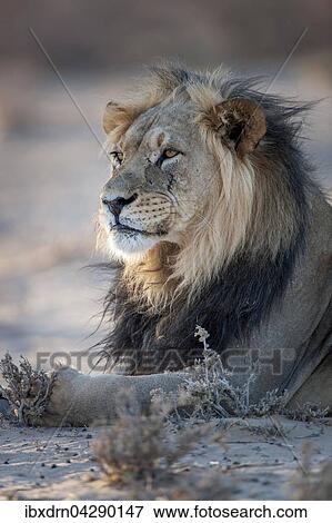 Stock Photo - Lowe (Panthera leo) ruht, Kgalagadi-Transfrontier-Nationalpark, Nordkap Provinz, Sudafrika. Fotosearch