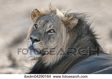 Lowe (Panthera leo), schaut zuruck, Tierportrait, Kgalagadi-Transfrontier-Nationalpark, Nordkap Provinz, Sudafrika View Large Photo Image Picture - Lowe (Panthera leo), schaut zuruck, Tierportrait, Kgalagadi-Transfrontier-Nationalpark, Nordkap Provinz, Sudafrika. Fotosearch