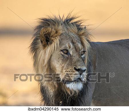 Stock Photography - Lowe (Panthera leo) schaut zuruck, Kgalagadi-Transfrontier-Nationalpark, Nordkap Provinz, Sudafrika. Fotosearch