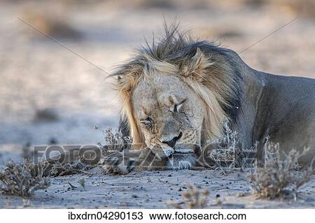 Stock Image - Lowe (Panthera leo) schlaft, Kgalagadi-Transfrontier-Nationalpark, Nordkap Provinz, Sudafrika. Fotosearch