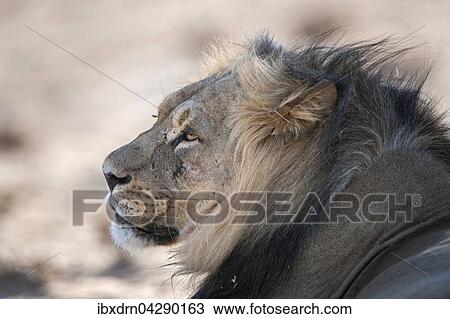 Stock Image - Lowe (Panthera leo), Tierportrait, Kgalagadi-Transfrontier-Nationalpark, Nordkap Provinz, Sudafrika. Fotosearch