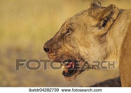 Lowe (Panthera leo), Weibchen mit Blut an Schnauze, nach dem Fressen, Savuti, Chobe-Nationalpark, Botswana, Afrika View Large Photo Image Stock Photo - Lowe (Panthera leo), Weibchen mit Blut an Schnauze, nach dem Fressen, Savuti, Chobe-Nationalpark, Botswana, Afrika. Fotosearch