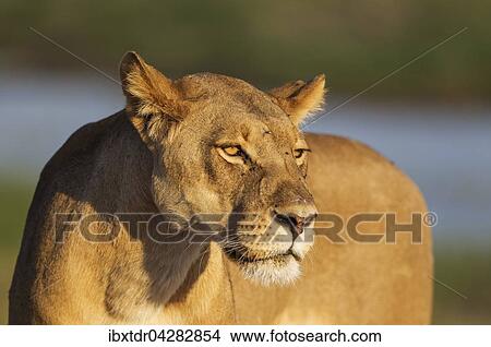 Picture - Lowe (Panthera leo), Weibchen, Abendlicht, Chobe-Nationalpark, Botswana, Afrika. Fotosearch