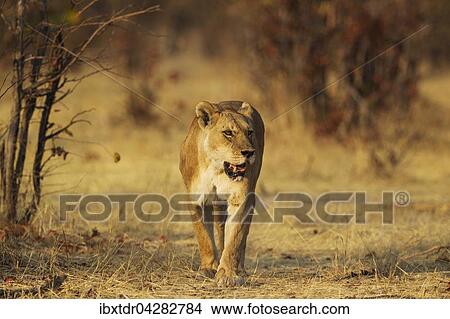 Lowe (Panthera leo), Weibchen, Savuti, Chobe-Nationalpark, Botswana, Afrika View Large Photo Image Picture - Lowe (Panthera leo), Weibchen, Savuti, Chobe-Nationalpark, Botswana, Afrika. Fotosearch