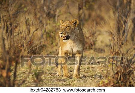 Stock Image - Lowe (Panthera leo), Weibchen, Savuti, Chobe-Nationalpark, Botswana, Afrika. Fotosearch