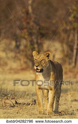 Stock Photograph - Lowe (Panthera leo), Weibchen, Savuti, Chobe-Nationalpark, Botswana, Afrika. Fotosearch