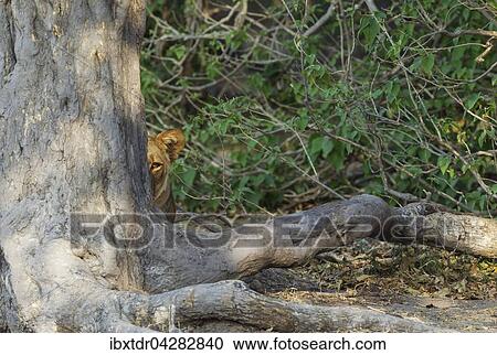 Lowe (Panthera leo), Weibchen, versteckt hinter Baum, wachsam, Chobe-Nationalpark, Botswana, Afrika View Large Photo Image Stock Image - Lowe (Panthera leo), Weibchen, versteckt hinter Baum, wachsam, Chobe-Nationalpark, Botswana, Afrika. Fotosearch