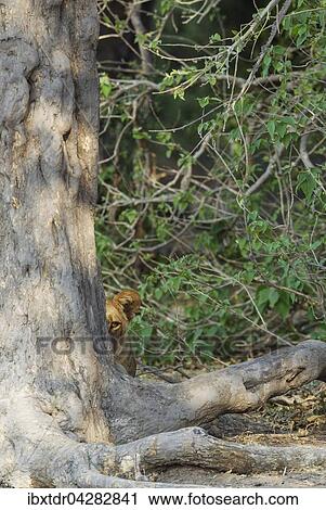 Lowe (Panthera leo), Weibchen, versteckt hinter Baum, wachsam, Chobe-Nationalpark, Botswana, Afrika View Large Photo Image Stock Image - Lowe (Panthera leo), Weibchen, versteckt hinter Baum, wachsam, Chobe-Nationalpark, Botswana, Afrika. Fotosearch