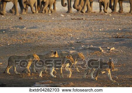 Lowen (Panthera leo), funf Jungtiere entfernen sich von einer Wasserstelle, Elefantenherde hinten, im Abendlicht, Etosha-Nationalpark, Namibia, Afrika View Large Photo Image Stock Image - Lowen (Panthera leo), funf Jungtiere entfernen sich von einer Wasserstelle, Elefantenherde hinten, im Abendlicht, Etosha-Nationalpark, Namibia, Afrika. Fotosearch