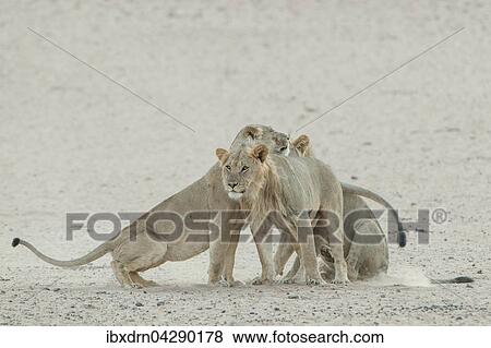 Lowen (Panthera leo), Gruppe, Sozialverhalten, Kgalagadi-Transfrontier-Nationalpark, Nordkap Provinz, Sudafrika View Large Photo Image Stock Photo - Lowen (Panthera leo), Gruppe, Sozialverhalten, Kgalagadi-Transfrontier-Nationalpark, Nordkap Provinz, Sudafrika. Fotosearch
