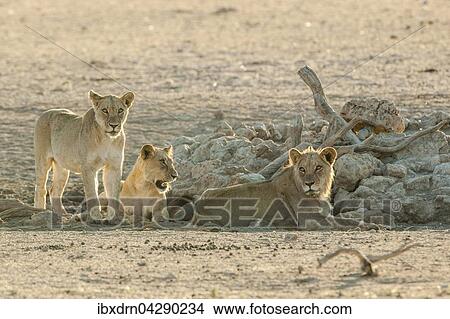 Lowen (Panthera leo) ruhen an einem Wasserloch, Kgalagadi-Transfrontier-Nationalpark, Nordkap Provinz, Sudafrika View Large Photo Image Picture - Lowen (Panthera leo) ruhen an einem Wasserloch, Kgalagadi-Transfrontier-Nationalpark, Nordkap Provinz, Sudafrika. Fotosearch