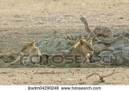 Stock Photo - Lowen (Panthera leo) ruhen an einem Wasserloch, Kgalagadi-Transfrontier-Nationalpark, Nordkap Provinz, Sudafrika. Fotosearch