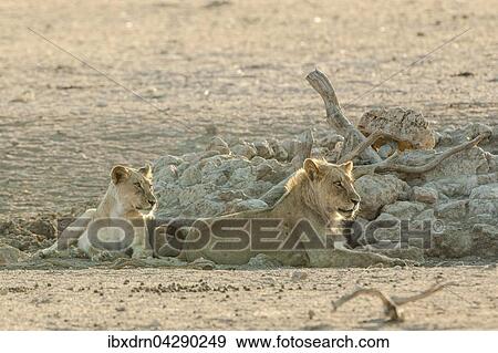 Lowen (Panthera leo) ruhen an einem Wasserloch, Kgalagadi-Transfrontier-Nationalpark, Nordkap Provinz, Sudafrika View Large Photo Image Stock Photo - Lowen (Panthera leo) ruhen an einem Wasserloch, Kgalagadi-Transfrontier-Nationalpark, Nordkap Provinz, Sudafrika. Fotosearch