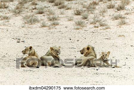 Lowen (Panthera leo) ruhen aufmerksam, Kgalagadi-Transfrontier-Nationalpark, Nordkap, Sudafrika View Large Photo Image Stock Photography - Lowen (Panthera leo) ruhen aufmerksam, Kgalagadi-Transfrontier-Nationalpark, Nordkap, Sudafrika. Fotosearch