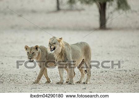 Lowen (Panthera leo), Tierpaar, Kgalagadi-Transfrontier-Nationalpark, Nordkap, Sudafrika View Large Photo Image Stock Image - Lowen (Panthera leo), Tierpaar, Kgalagadi-Transfrontier-Nationalpark, Nordkap, Sudafrika. Fotosearch