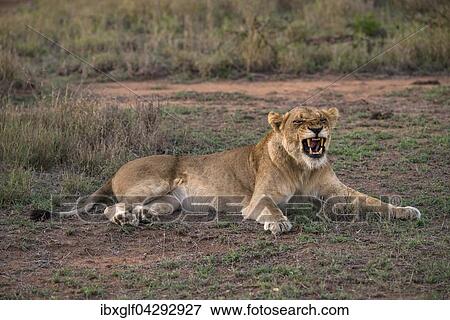 Stock Photo - Lowin (Panthera leo) fletscht Zahne, Sabi Sands Wildreservat, Sabi Sabi Bushlodge, Republik Sudafrika, Afrika. Fotosearch