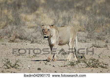 Stock Image - Lowin (Panthera leo) geht, Kgalagadi-Transfrontier-Nationalpark, Nordkap Provinz, Sudafrika. Fotosearch