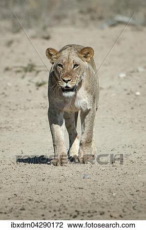 Stock Image - Lowin (Panthera leo) geht, Kgalagadi-Transfrontier-Nationalpark, Nordkap Provinz, Sudafrika. Fotosearch