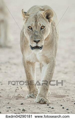Stock Image - Lowin (Panthera leo) geht, Kgalagadi-Transfrontier-Nationalpark, Nordkap, Sudafrika. Fotosearch