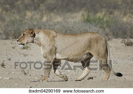 Stock Photo - Lowin (Panthera leo) geht, Kgalagadi-Transfrontier-Nationalpark, Nordkap Provinz, Sudafrika. Fotosearch