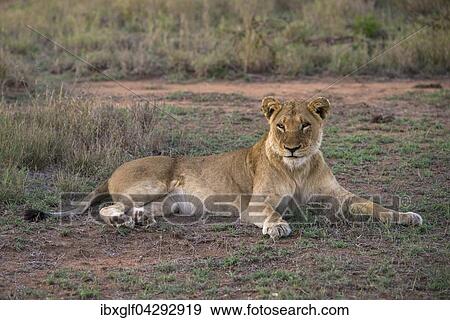 Lowin (Panthera leo), Sabi Sands Wildreservat, Sabi Sabi Bushlodge, Republik Sudafrika, Afrika View Large Photo Image Stock Photo - Lowin (Panthera leo), Sabi Sands Wildreservat, Sabi Sabi Bushlodge, Republik Sudafrika, Afrika. Fotosearch