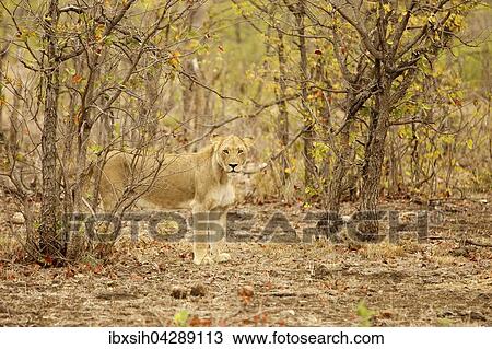 Lowin (Panthera Leo) steht getarnt zwischen Buschen, Kruger Nationalpark, Sudafrika View Large Photo Image Stock Image - Lowin (Panthera Leo) steht getarnt zwischen Buschen, Kruger Nationalpark, Sudafrika. Fotosearch
