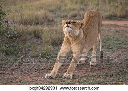 Stock Image - Lowin (Panthera leo) streckt sich, Sabi Sands Wildreservat, Sabi Sabi Bushlodge, Republik Sudafrika, Afrika. Fotosearch
