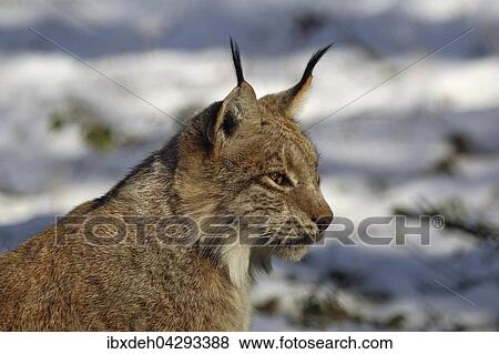 Luchs (Felis lynx), Tierportrat, captive, Bayern, Deutschland, Europa View Large Photo Image Stock Photo - Luchs (Felis lynx), Tierportrat, captive, Bayern, Deutschland, Europa. Fotosearch