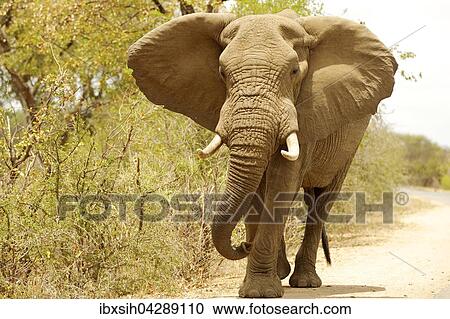 Machtiger Elefant (Elephantidae), Bulle mit aufgestellten Ohren frontal, Kruger Nationalpark, Sudafrika View Large Photo Image Stock Image - Machtiger Elefant (Elephantidae), Bulle mit aufgestellten Ohren frontal, Kruger Nationalpark, Sudafrika. Fotosearch