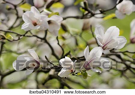 Magnolienbaum (Magnolia) mit Bluten, Nordrhein-Westfalen, Deutschland, Europa View Large Photo Image Stock Image - Magnolienbaum (Magnolia) mit Bluten, Nordrhein-Westfalen, Deutschland, Europa. Fotosearch