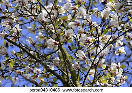 Stock Photograph - Magnolienbaum (Magnolia) mit Bluten, Nordrhein-Westfalen, Deutschland, Europa. Fotosearch