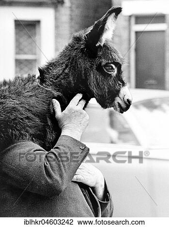Stock Image - Man carries donkey on his shoulder, England, Great Britain. Fotosearch