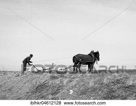 Man ploughs field with strained horses, ca. 1945 to 1955, near Freiburg, Germany, place, country, Europe View Large Photo Image Stock Photo - Man ploughs field with strained horses, ca. 1945 to 1955, near Freiburg, Germany, place, country, Europe. Fotosearch