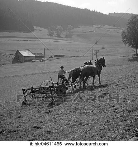 Stock Photography - Man ploughs field with strained horses, around Freiburg, Germany, agriculture ca. 1955, around Freiburg, Germany, locality, country, Europe. Fotosearch