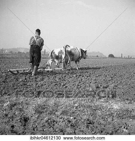 Stock Image - Man ploughs field with tense cows, ca. 1945 to 1955, near Freiburg, Germany, place, country, Europe. Fotosearch