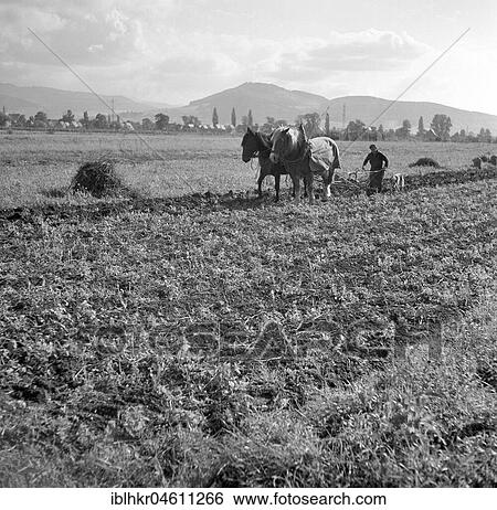 Man plows field with strained horses, around 1950, Germany, near Freiburg, Germany, Europe View Large Photo Image Stock Photograph - Man plows field with strained horses, around 1950, Germany, near Freiburg, Germany, Europe. Fotosearch