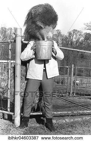 Man with a camel head, England, Great Britain View Large Photo Image Stock Photo - Man with a camel head, England, Great Britain. Fotosearch