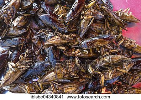 Mangda, fried water bugs (Lethocerus indicus) on a market, edible insects, Thai cuisine, specialty, Thailand, Asia View Large Photo Image Stock Image - Mangda, fried water bugs (Lethocerus indicus) on a market, edible insects, Thai cuisine, specialty, Thailand, Asia. Fotosearch