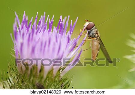 Marmalade hoverfly (Episyrphus balteatus) collecting nectar from the flower of the Meadow thistle (Cirsium dissectum), Bridgwater, Somerset, England, United Kingdom, Europe View Large Photo Image Stock Image - Marmalade hoverfly (Episyrphus balteatus) collecting nectar from the flower of the Meadow thistle (Cirsium dissectum), Bridgwater, Somerset, England, United Kingdom, Europe. Fotosearch