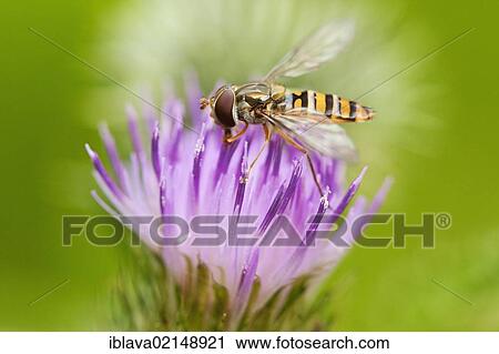 Stock Image - Marmalade hoverfly (Episyrphus balteatus) collecting nectar from the flower of the Meadow thistle (Cirsium dissectum), Bridgwater, Somerset, England, United Kingdom, Europe. Fotosearch