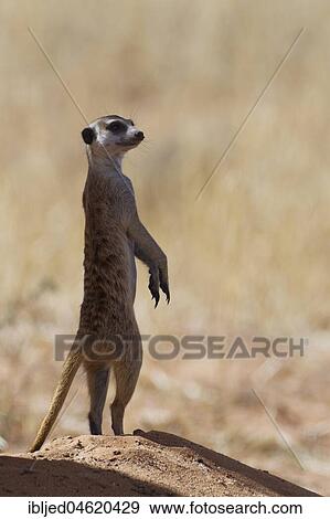 Meerkat (Suricata suricatta), adult male standing at the top of the burrow, alert, Kgalagadi Transfrontier Park, Northern Cape, South Africa, Africa View Large Photo Image Stock Photo - Meerkat (Suricata suricatta), adult male standing at the top of the burrow, alert, Kgalagadi Transfrontier Park, Northern Cape, South Africa, Africa. Fotosearch