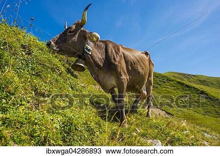 Milchkuh, Allgauer Braunvieh, Hausrindrasse (Bos primigenius taurus), auf einer Almwiese am Nebelhorn, bei Oberstdorf, Allgauer Alpen, Allgau, Bayern, Deutschland, Europa View Large Photo Image Stock Image - Milchkuh, Allgauer Braunvieh, Hausrindrasse (Bos primigenius taurus), auf einer Almwiese am Nebelhorn, bei Oberstdorf, Allgauer Alpen, Allgau, Bayern, Deutschland, Europa. Fotosearch