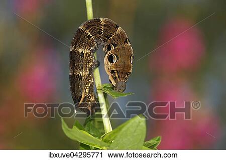 Stock Image - Mittlerer Weinschwarmer (Deilephila elpenor) braune Raupe im alteren Stadium kurz vor der Verpuppung, frisst an Blutweiderich (Lythrum salicaria), Nachtfalter. Fotosearch