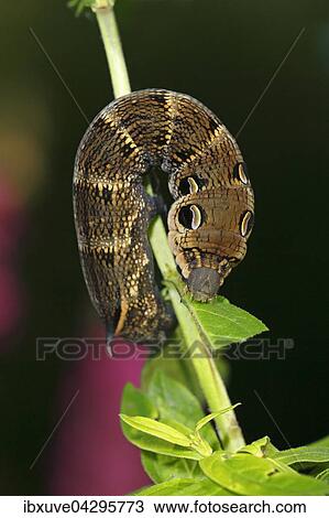 Stock Image - Mittlerer Weinschwarmer (Deilephila elpenor) braune Raupe im alteren Stadium kurz vor der Verpuppung, frisst an Blutweiderich (Lythrum salicaria), Nachtfalter. Fotosearch