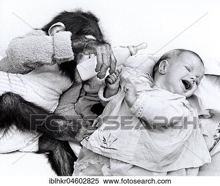 Monkey baby feeds human baby, England, Great Britain View Large Photo Image Stock Photography - Monkey baby feeds human baby, England, Great Britain. Fotosearch