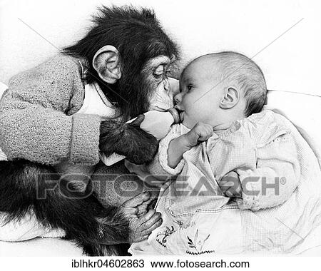 Monkey gives baby the bottle, England, Great Britain View Large Photo Image Stock Image - Monkey gives baby the bottle, England, Great Britain. Fotosearch