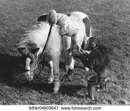 Monkey helps girl on a pony, England, Great Britain View Large Photo Image Stock Photo - Monkey helps girl on a pony, England, Great Britain. Fotosearch