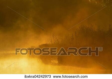 Stock Image - Morgenstimmung, Ufer mit Schilf, leuchtender Nebel im Gegenlicht, Schonau an der Donau, Niederosterreich, Osterreich, Europa. Fotosearch